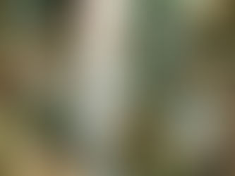 Ի՞նչ գույնով զարդարել 2025 թվականի տոնածառը հաջողության համար