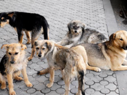 Արթիկում շների դաժան սպանդ է իրականացվել. բոլորի աչքի առաջ կրակել են անպաշտպան կենդանիների վրա