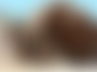 Փիղը հարձակվել է տղամարդու վրա, ով ցանկացել է իր հետ սելֆի անել