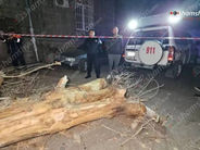 Երևանում հսկայական ծառ է տապալվել, մեքենա է վնասվել․ Shamshyan