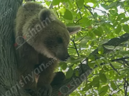 Վայոց Ձորում արջը մտել է գյուղացու այգին, բարձրացել ծառը