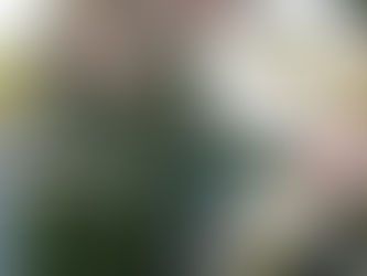 «Դավիթաշենում ապօրինի հատված բարդիների վնասի չափը 1 մլն 590 հազար դրամ է»․ ԲԸՏՄ