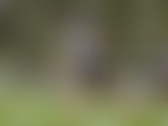 Արսեն Զախարյանը նորից վնասվածք է ստացել