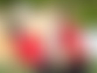 Հայաստանի ազգային հավաքականը սկսում է մարզական հավաքը