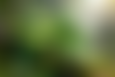 Shiny green leaves Kratom plant growing among mossy rocks in a sunlit forest setting. Sunlight creates a serene and vibrant atmosphere.