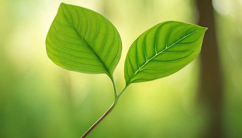 Essbare Wildpflanzen Entdecken Workshop