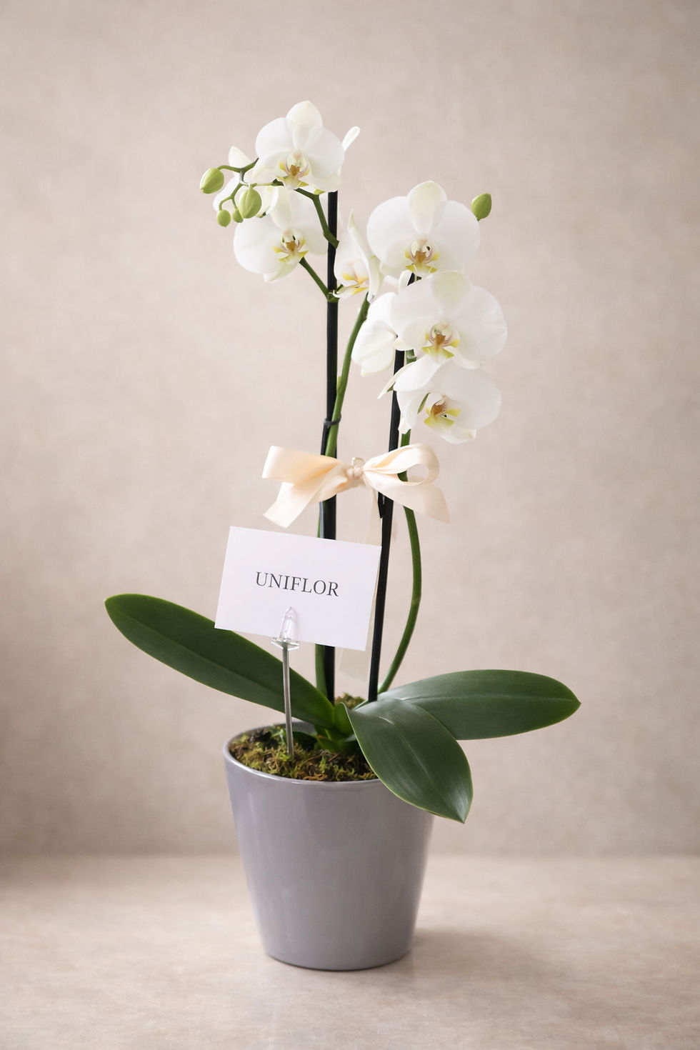 Miniatura: Orquídea en maceta lisa 