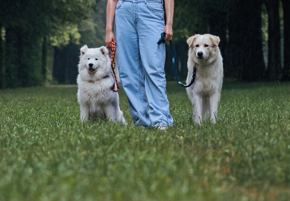 img_1806 (1)_edited.jpg