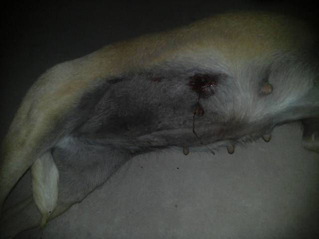 UNA PERRA RECIBIÓ UN BALAZO DIRIGIDO A UN MENOR DE PARTE DE MOTOCHORROS