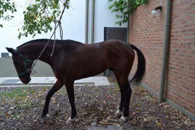 LA RURAL RECUPERÓ CABALLO VALUADO EN $180.000