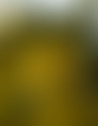 Vishu rituals that have persisted and changed in the 21st Century