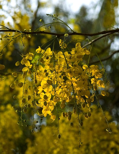 Vishu rituals that have persisted and changed in the 21st Century