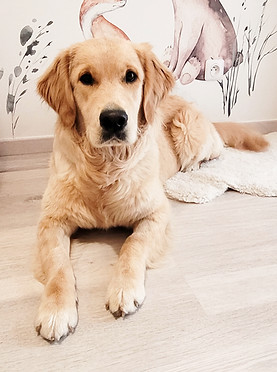 June Golden retriever_edited_edited.jpg