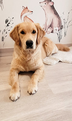 June Golden retriever_edited.jpg