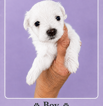 0413860f-9a76-47f1-ab98-e2417eb6e97b.png