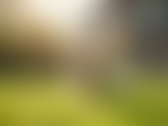 How to Identify Premium Puppies