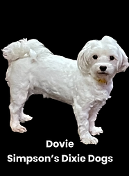 PhotoRoom_20221118_163049.PNG