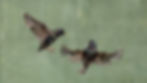Thumbnail: Garden birds