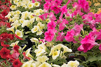 Petunias.jpeg
