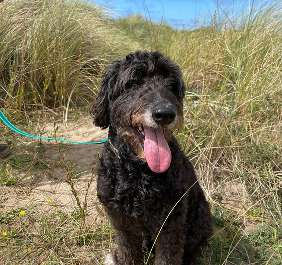 Spud the Dog