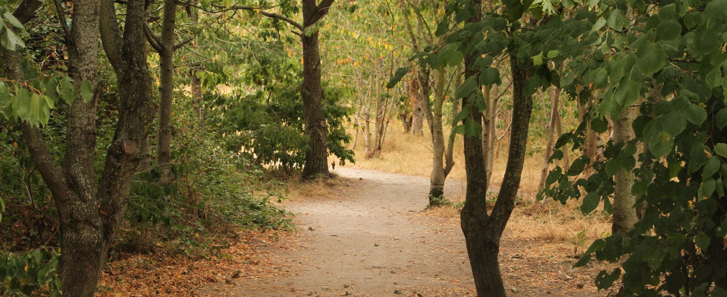 Tree-lined path winding through Coed y Morfa community woodland in Prestatyn.