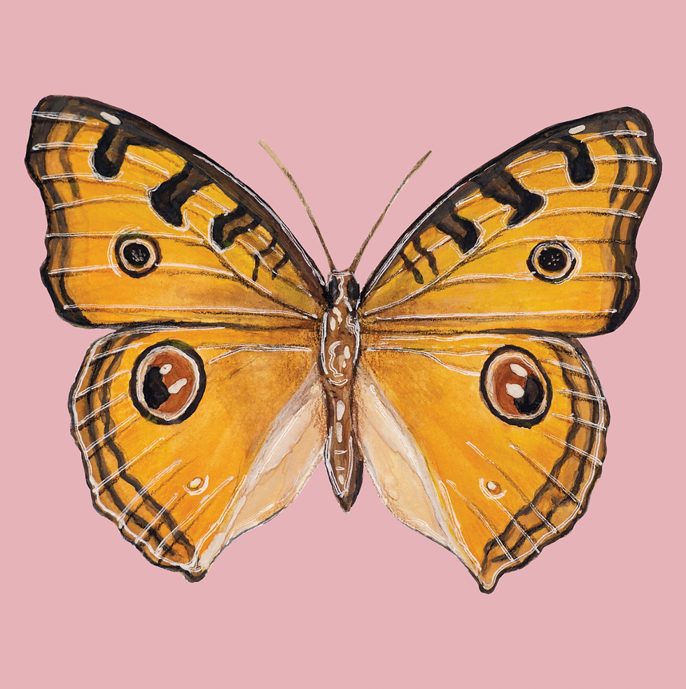 Thumbnail: Butterfly 3