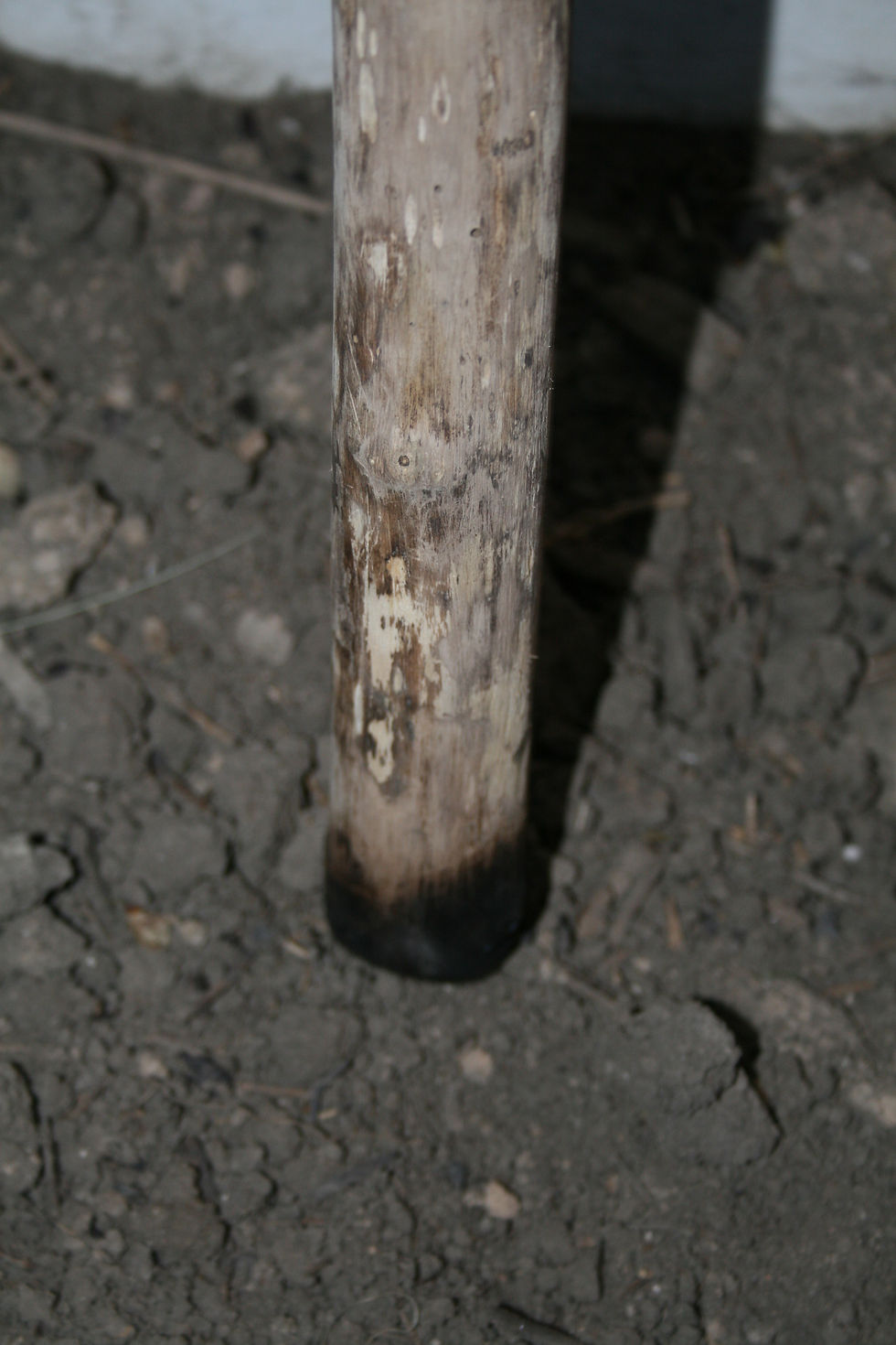 2009-05-21 17.37.15