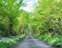 Road to Cookswood in Summer