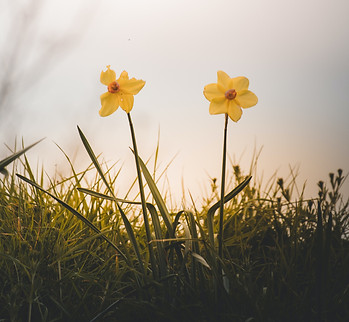 pexels-ellie-burgin-11695118.jpg