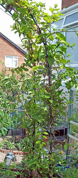 MandyCanUDigIt| Gardening| DigIt Media garden hardy climbing plants evergreen Japanese honeysuckle