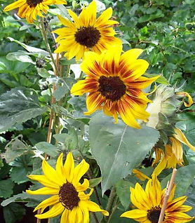 MandyCanUDigIt| Gardening| DigIt Media Garden hardy annualssunflower Helios Flame