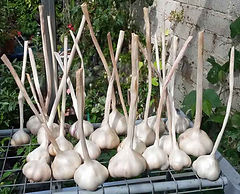 MandyCanUDigIt| Gardening| DigIt Media garlic anti aphid spray
