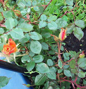 MandyCanUDigIt| Gardening| DigIt Media garden hardy climbing plants rose orange Harlequin