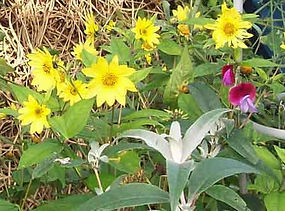 MandyCanuDigIt| Gardening| DigIt Media autumn plants Helianthemum Lemon Queen