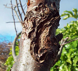 MandyCanUDigIt| Gardening| DigIt Media garden plant fruit apples pests canket wooly aphids winter wash