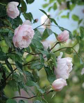 MandyCanUDigIt| Gardening| DigIt Media garden rose roses David Austin