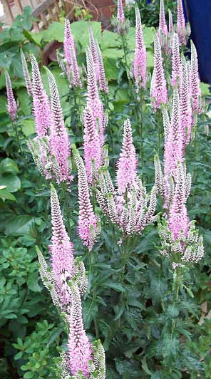 MandyCanUDigIt| Gardening| DigIt Media herbaceous perennials garden Veronica