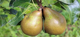 MandyCanUDigIt| Gardening| DigIt Media garden plant fruit pear