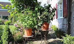 MandyCanUDigIt| Gardening| DigIt Media Lubera raspberry Little Red Princess