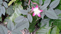 MandyCanUDigIt| Gardening| DigIt Media garden rose roses Rosa glauca flower