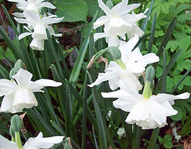 MandyCanUDigIt| Gardening| DigIt Media garden daffodil Thalia