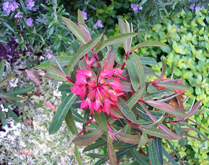 MandyCanUDigIt| Gardening| DigIt Media garden plant Euphorbia griffithii Fireglow