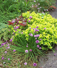MandyCanUDigIt| Gardening| DigIt Media plants ground cover garden