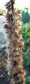 MandyCanuDigIt| Gardening| DigIt Media autumn plants Ligularia The Rocket seedhead