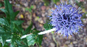 MandyCanUDigIt| Gardening| DigIt Media herbaceous perennials garden Echinops