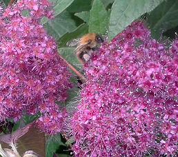 MandyCanUDigIt| Gardening| DigIt Media garden deciduous shrubs Spiraea japonica Goldflame