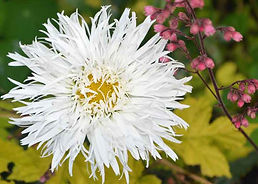 MandyCanUDigIt| Gardening| DigIt Media herbaceous perennials garden Shasta daisy Aglaia