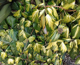 MandyCanUDigIt| Gardening| DigIt Media garden hardy climbing plants ivy Goldheart