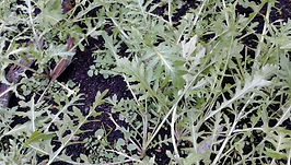 MandyCanUDigIt| Gardening| DigIt Media garden vegetables plants salad