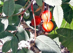 MandyCanUDigIt| Gardening| DigIt Media garden rose roses Rosa glauca hips